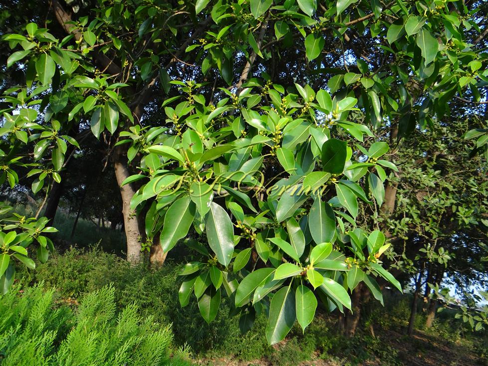  Plant